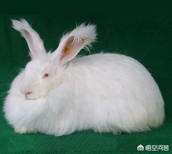 饲养长毛兔前景如何？