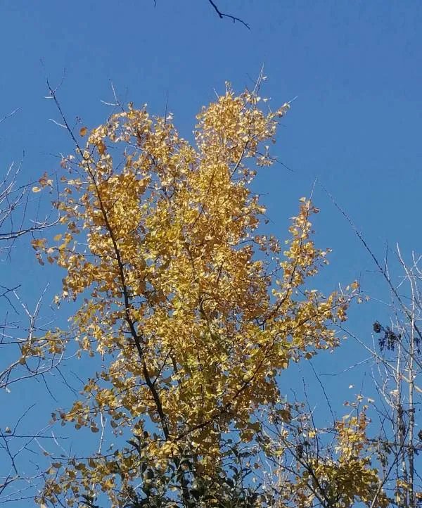 结婚前怎么签订婚前协议