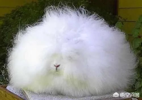 饲养长毛兔前景如何？