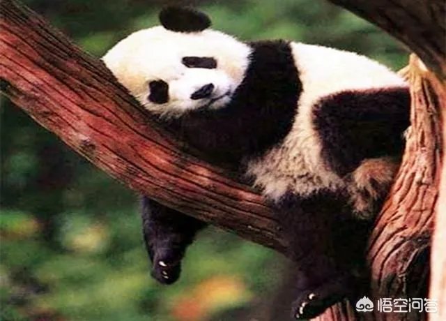 大熊猫为什么古代叫食铁兽？