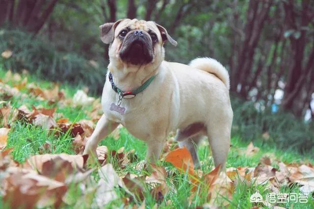 为什么养八哥犬的人那么少?