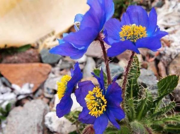 许巍的蓝莲花是什么意思呢？