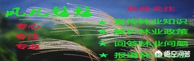 怎么在网上买到真苗木