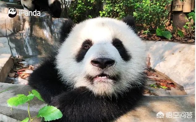 大熊猫为什么古代叫食铁兽？