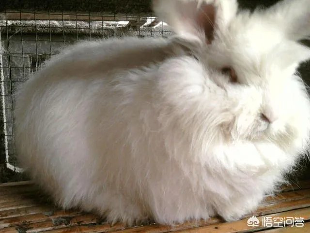 饲养长毛兔前景如何？