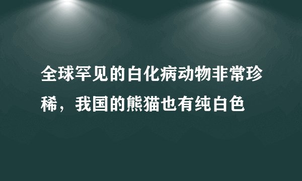全球罕见的白化病动物非常珍稀，我国的熊猫也有纯白色