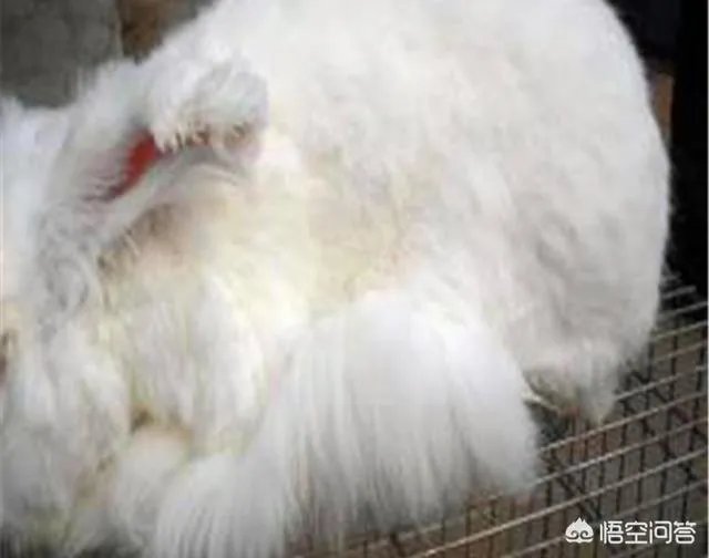 饲养长毛兔前景如何？