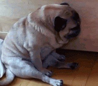 为什么养八哥犬的人那么少?