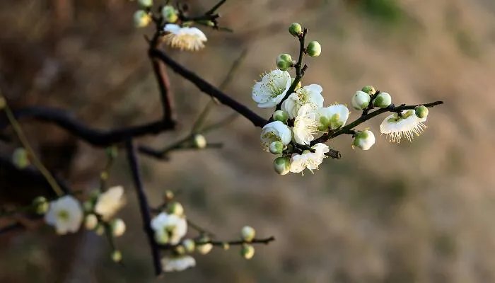 遥知不是雪为有暗香来是谁写的 遥知不是雪为有暗香来的意思