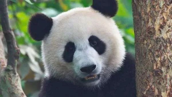 食铁兽是什么动物