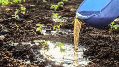 干辣椒籽怎么种