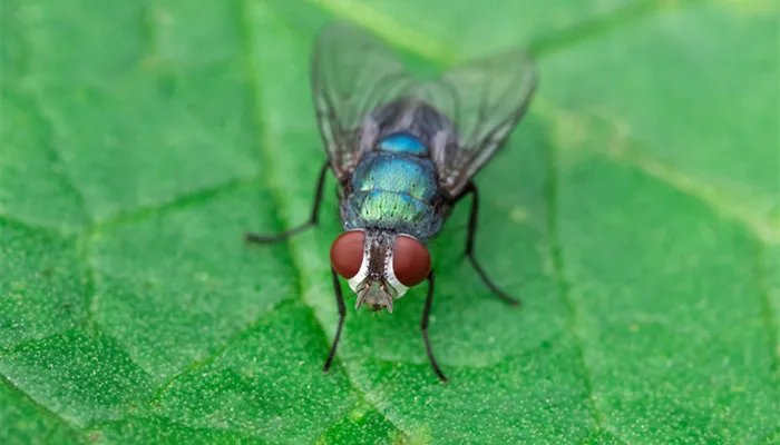 苍蝇是什么变出来的