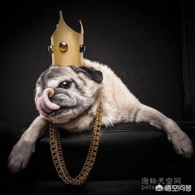 为什么养八哥犬的人那么少?