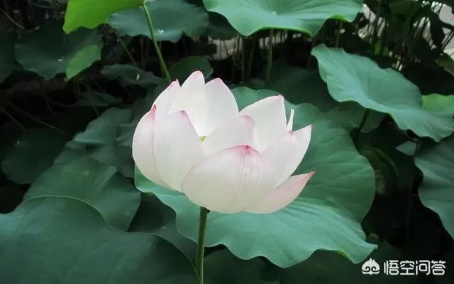 怎么从白莲花的外表看出绿茶婊的心？