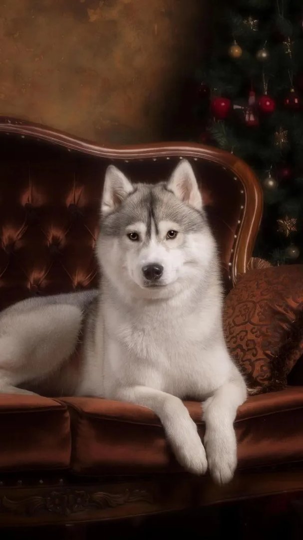 《非诚勿扰》的女嘉宾，如果都素颜出镜的话，会造成什么后果？