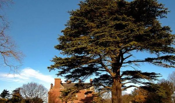 一棵雪松多少钱？