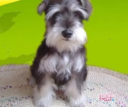 雪纳瑞犬的优缺点是什么？