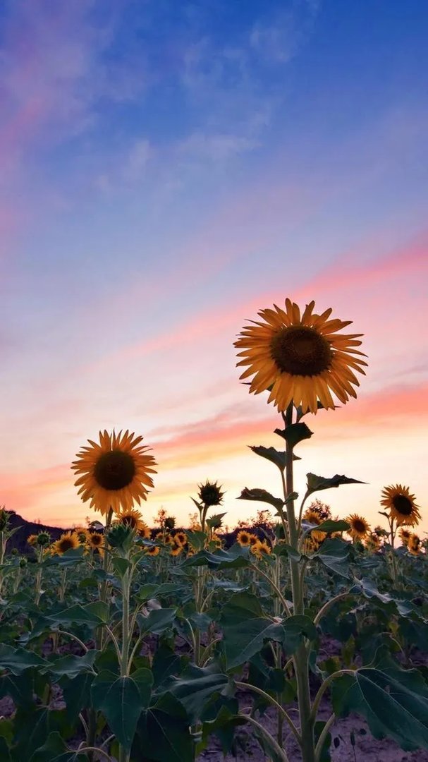 《非诚勿扰》的女嘉宾，如果都素颜出镜的话，会造成什么后果？
