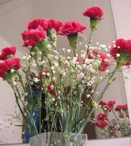 请问康乃馨在室内怎样养？