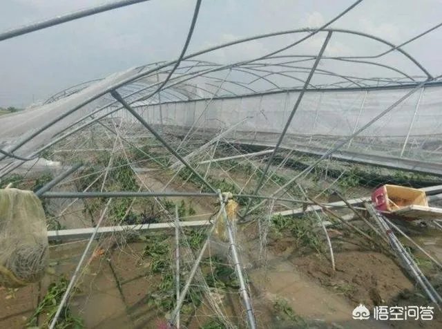 强台风“立奇马”要来了,温室大棚该提前做哪些防御措施,准备什么?
