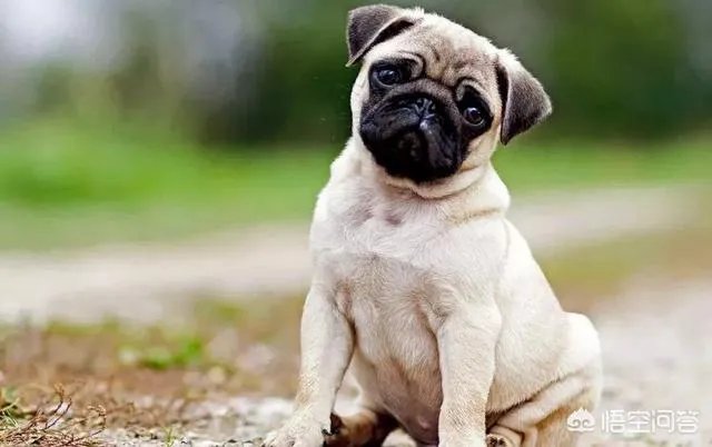 为什么养八哥犬的人那么少?