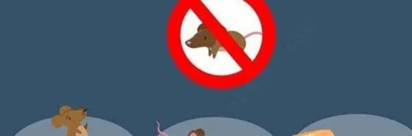 灭鼠公司收费明细？