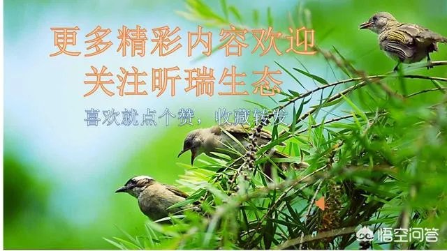 什么是村村通？