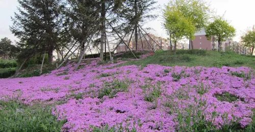 花草树木的作用 花草树木在风水中的用途