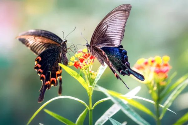 衣带渐宽终不悔,为伊消得人憔什么意思