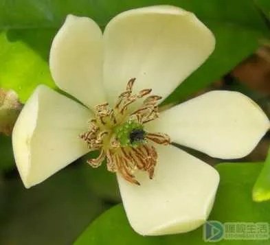 含笑花怎么养好