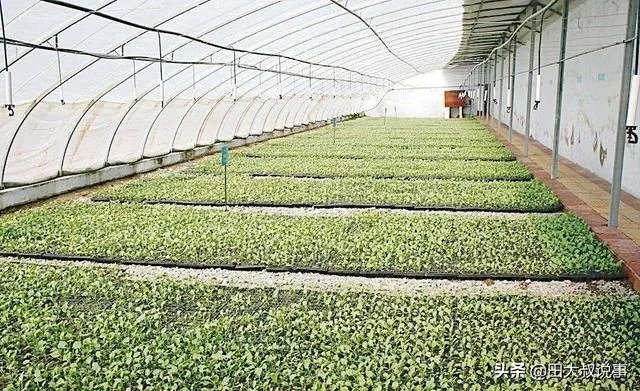 强台风“立奇马”要来了,温室大棚该提前做哪些防御措施,准备什么?