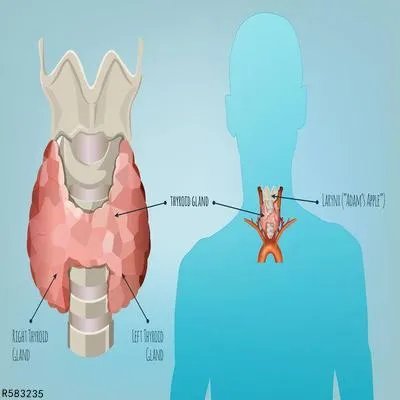 甲状旁腺功能减退做什么检查