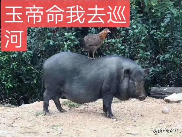 藏品在家不拿出去能私下交易吗?怎样才能把藏品卖出去？