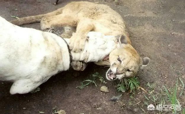 藏獒可以打得过杜高犬吗？为什么？