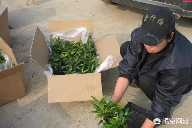 怎么在网上买到真苗木