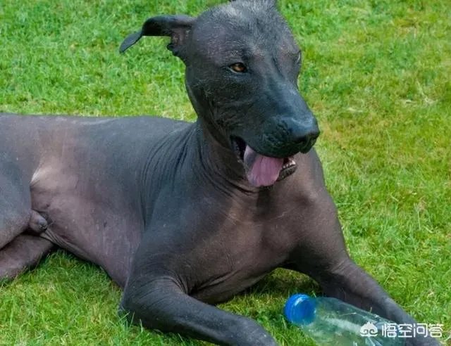 哪些犬种在原产国享有“国宝”的美誉？