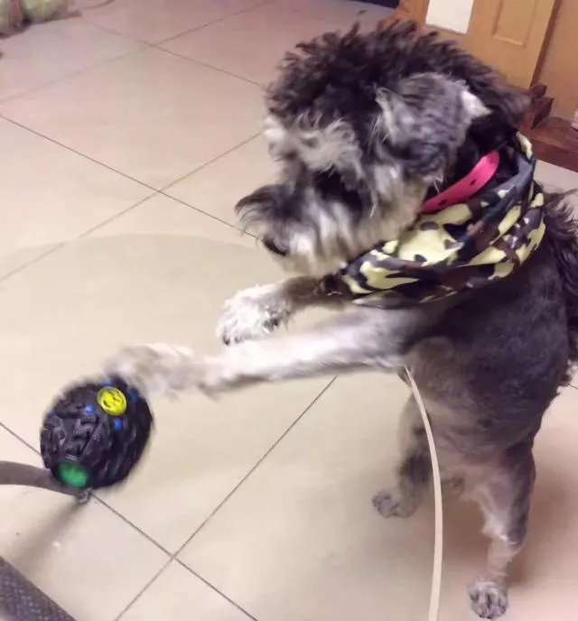 雪纳瑞犬的优缺点是什么？