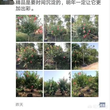 怎么在网上买到真苗木