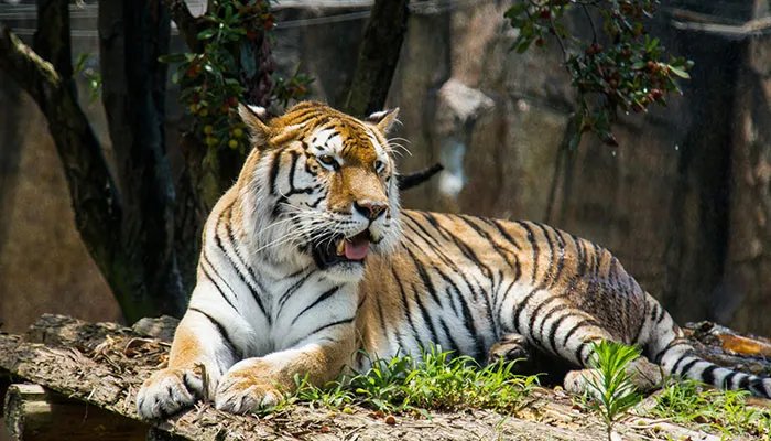 什么是哺乳动物