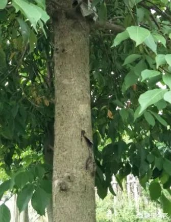 怎么在网上买到真苗木