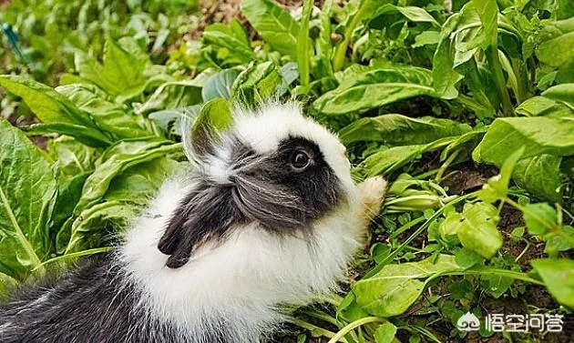 饲养长毛兔前景如何？