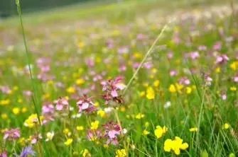 香格里拉和泸沽湖哪个更值得去？