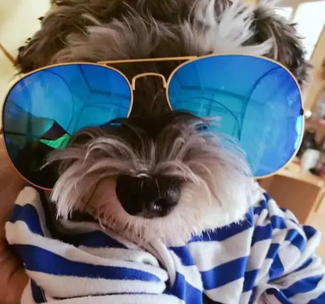 雪纳瑞犬的优缺点是什么？