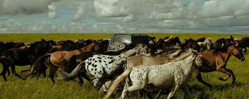 野马分鬃剧情介绍 野马分鬃剧情简介