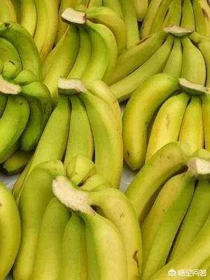 为什么今年广西香蕉价格不好？