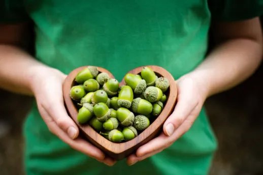 青杠树果实图片