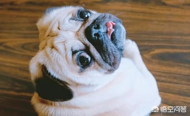 为什么养八哥犬的人那么少?