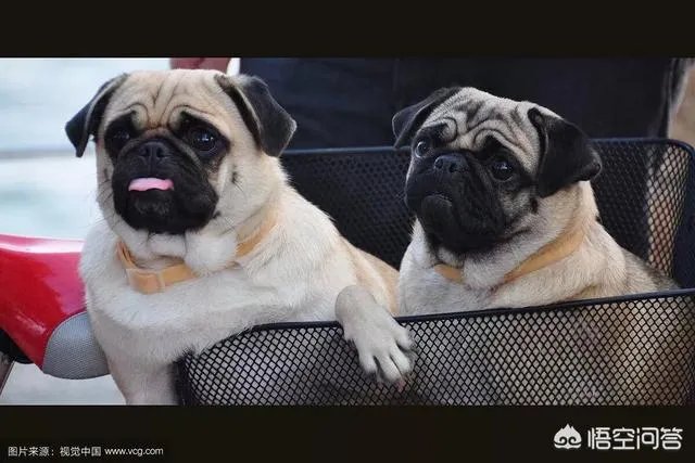 为什么养八哥犬的人那么少?