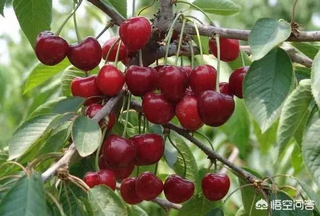 大樱桃市场零售价最贵卖到近二十元一斤，为何不发展大樱桃种植呢？
