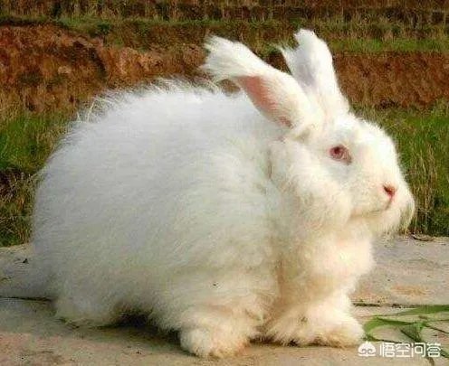 饲养长毛兔前景如何？